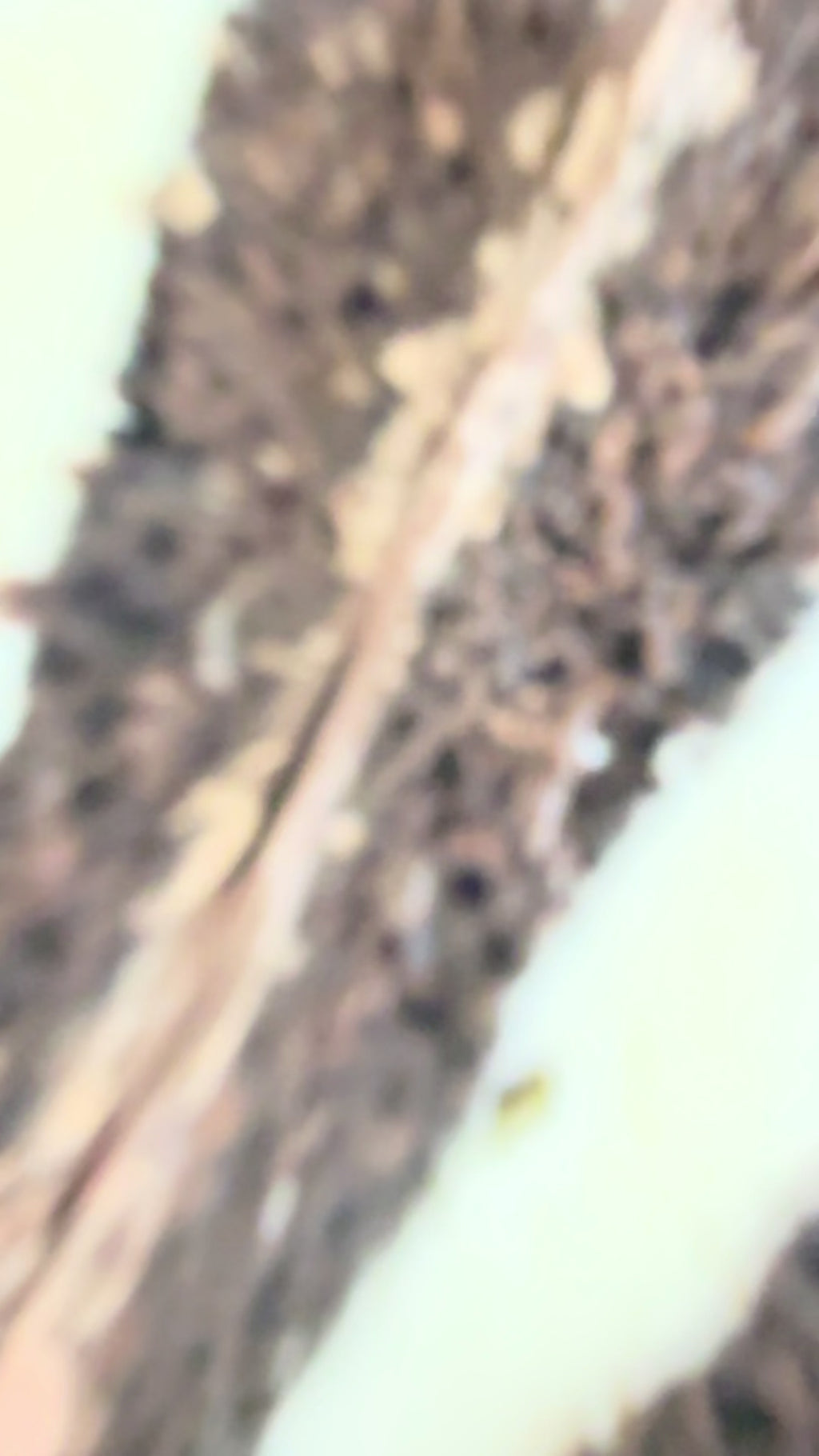 Gluten Free/Dairy Free Little Debbie Shamrock Cakes